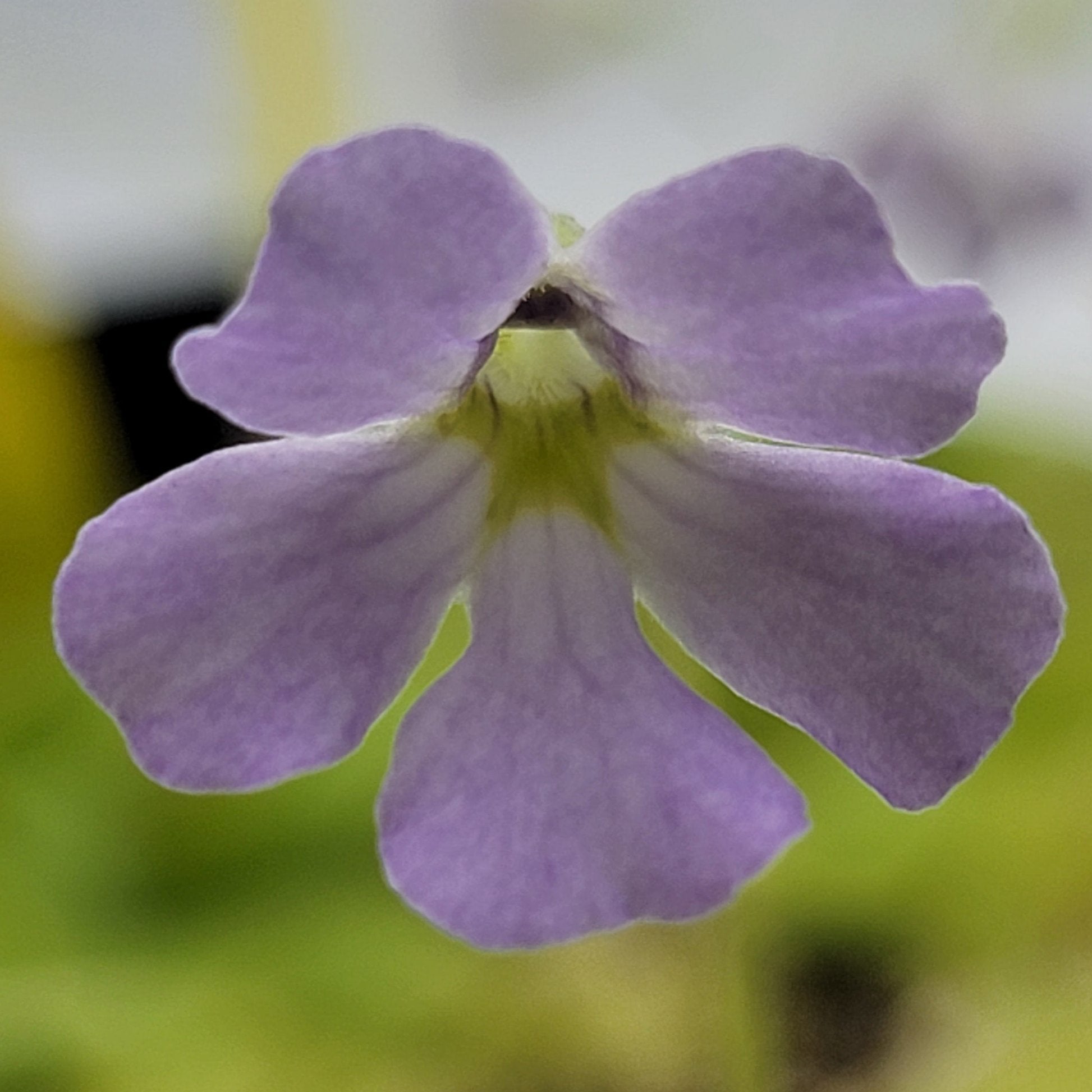 Pinguicula mirandae x (laueana CP2 x emarginata) product image 4