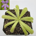 Pinguicula moctezumae x moranensis var. alba with long pale green leaves and a purple flower inset