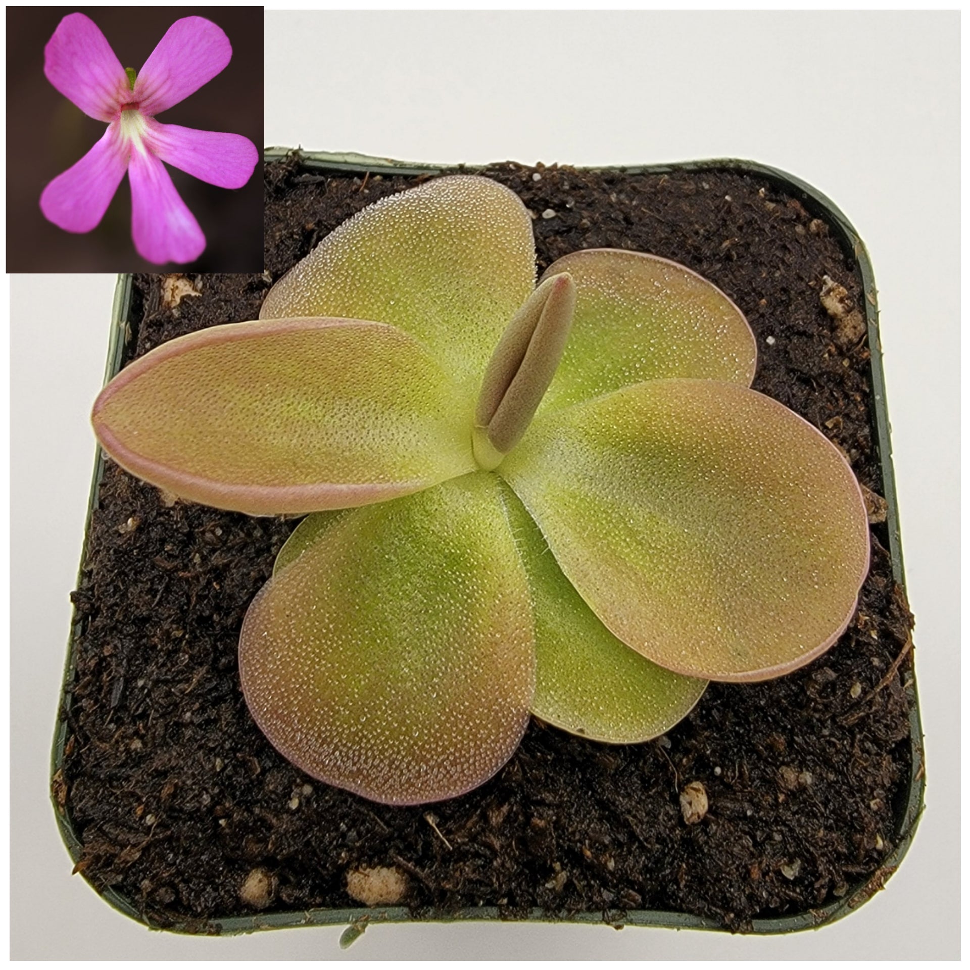 Pinguicula moranensis product image 1