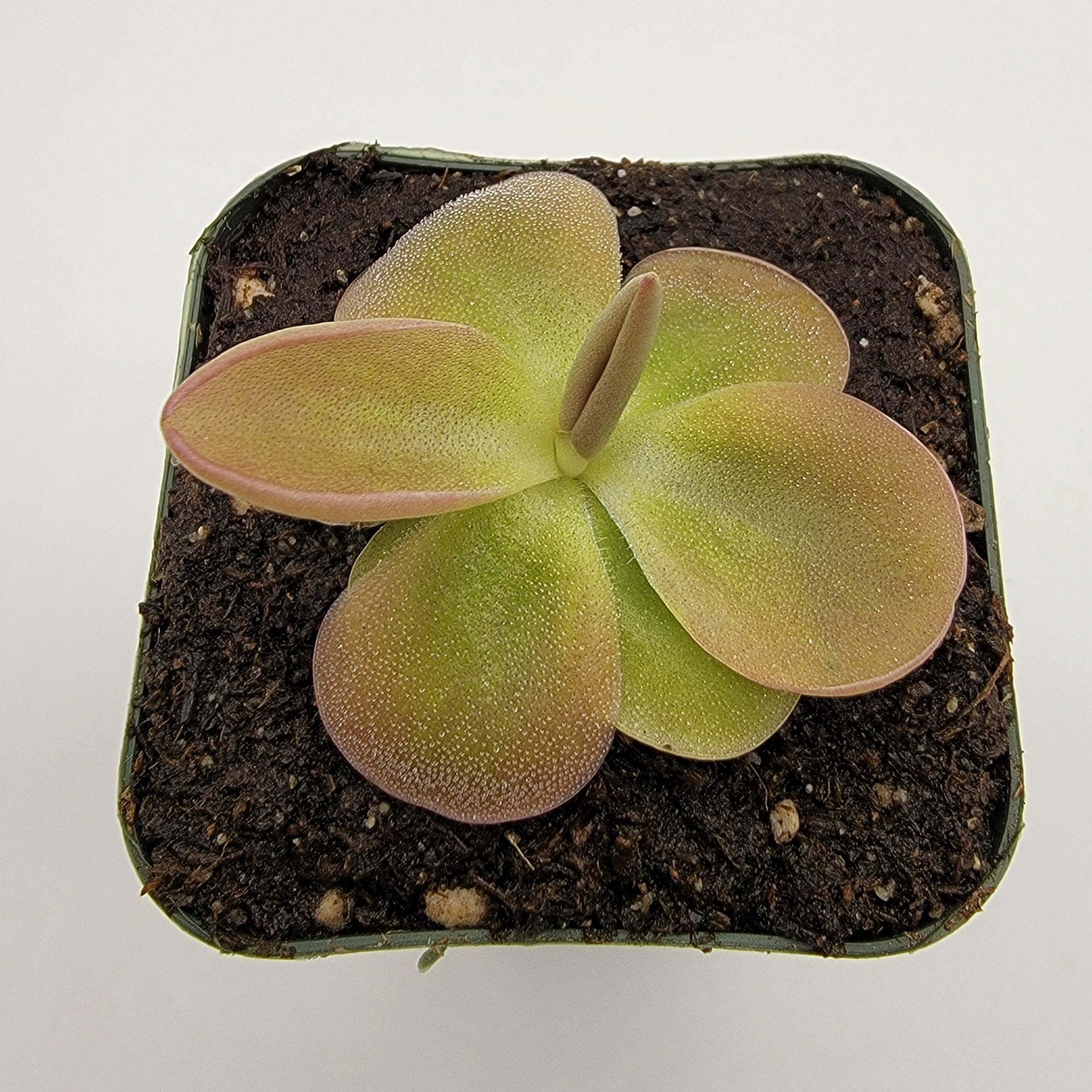 Pinguicula moranensis product image 2