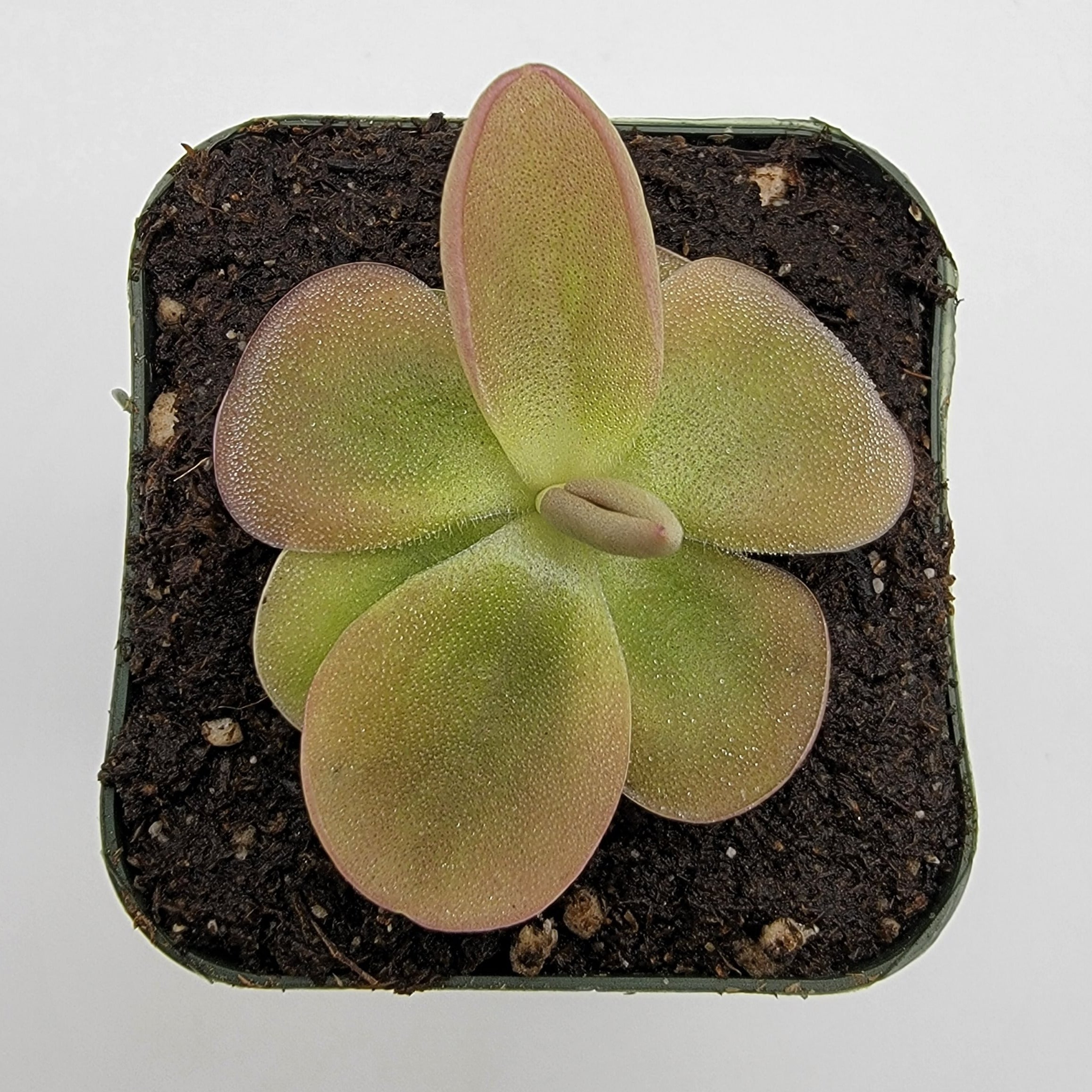 Pinguicula moranensis product image 3