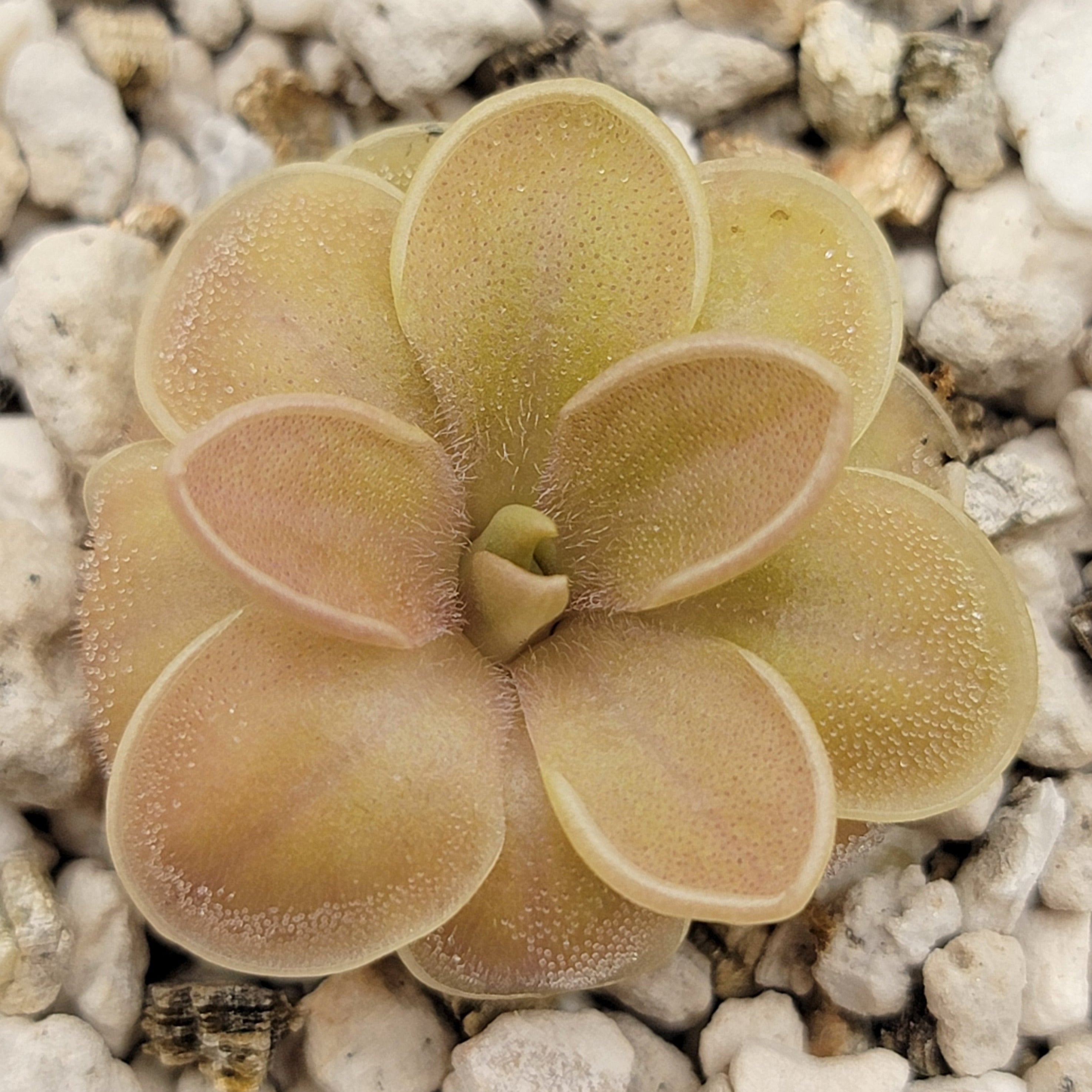 Pinguicula moranensis f. orchidioides product image 1