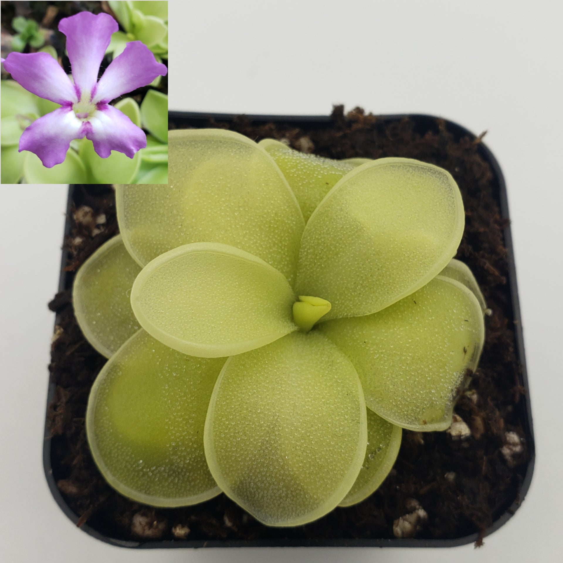 Pinguicula moranensis var. caudata x spec. Guatemala live plant product image 2
