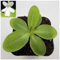 Pinguicula moranensis var. alba live plant product image 1