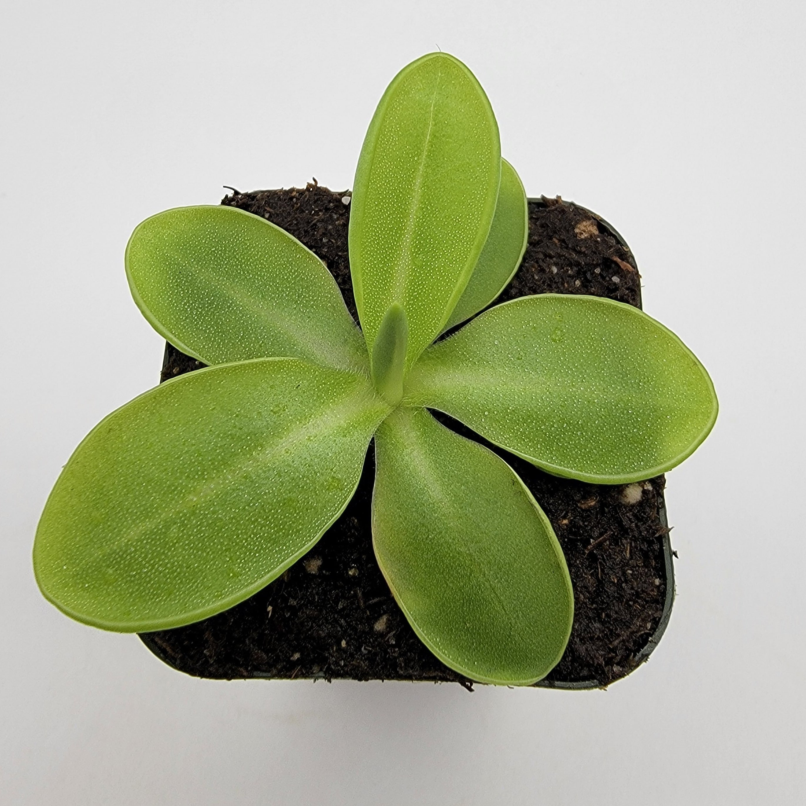 Pinguicula moranensis var. alba live plant product image 2