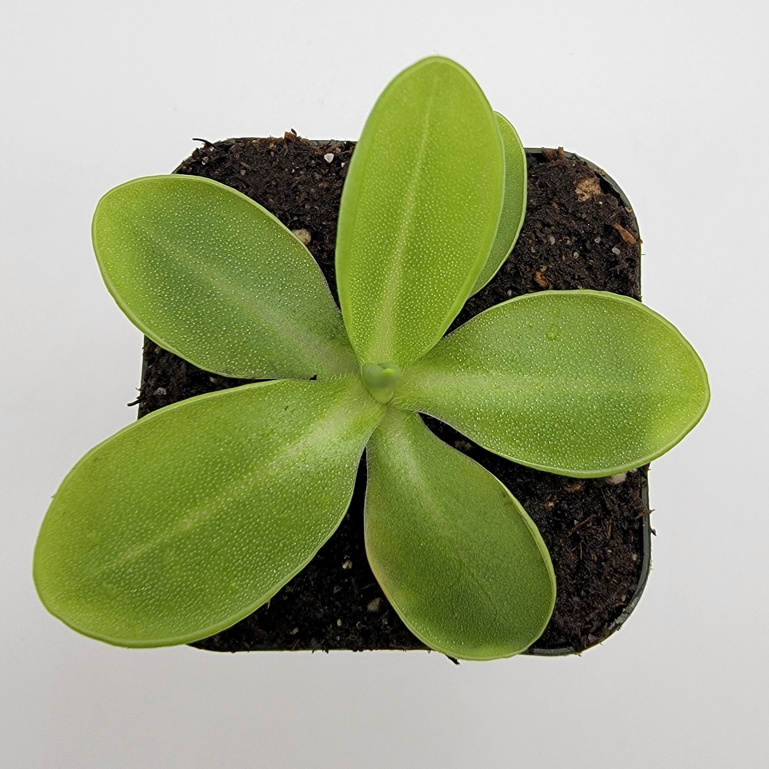 Pinguicula moranensis var. alba live plant product image 3