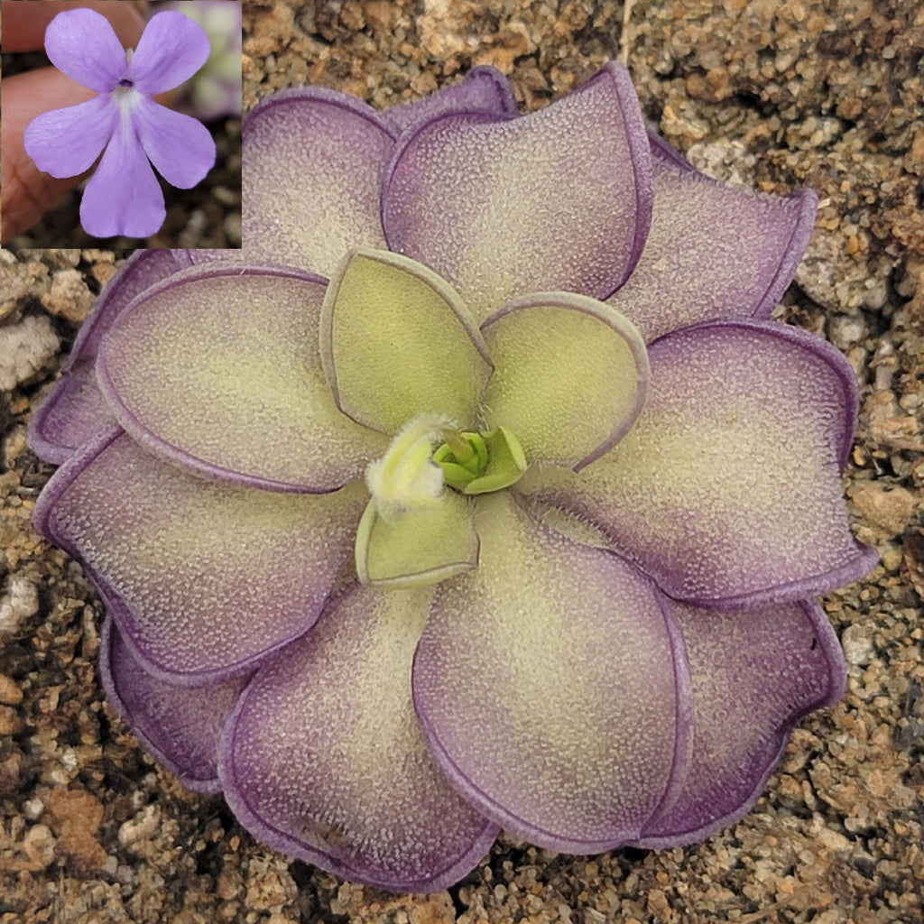 Pinguicula moranensis var. alba x cyclosecta product image 1