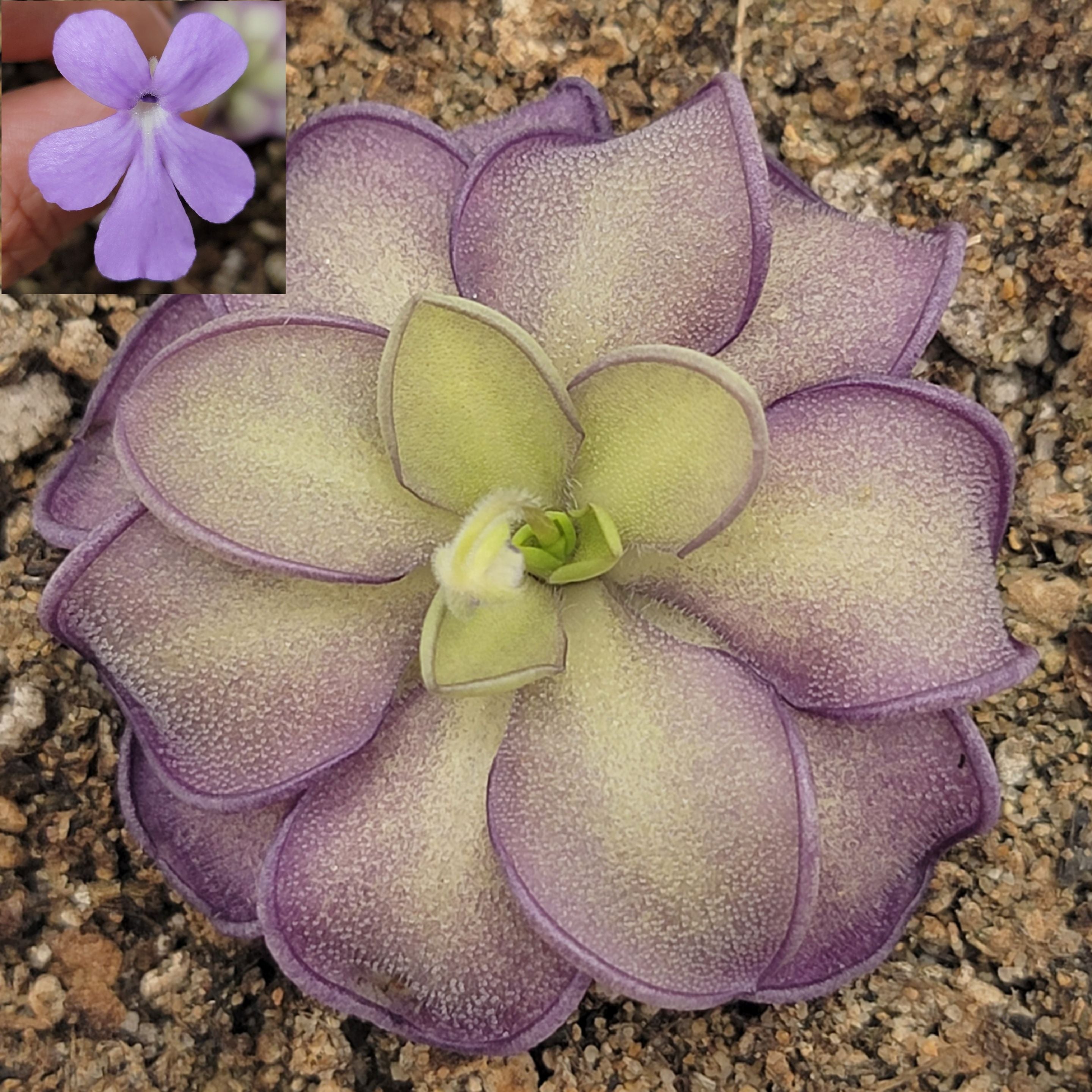 Pinguicula moranensis var. alba x cyclosecta product image 1