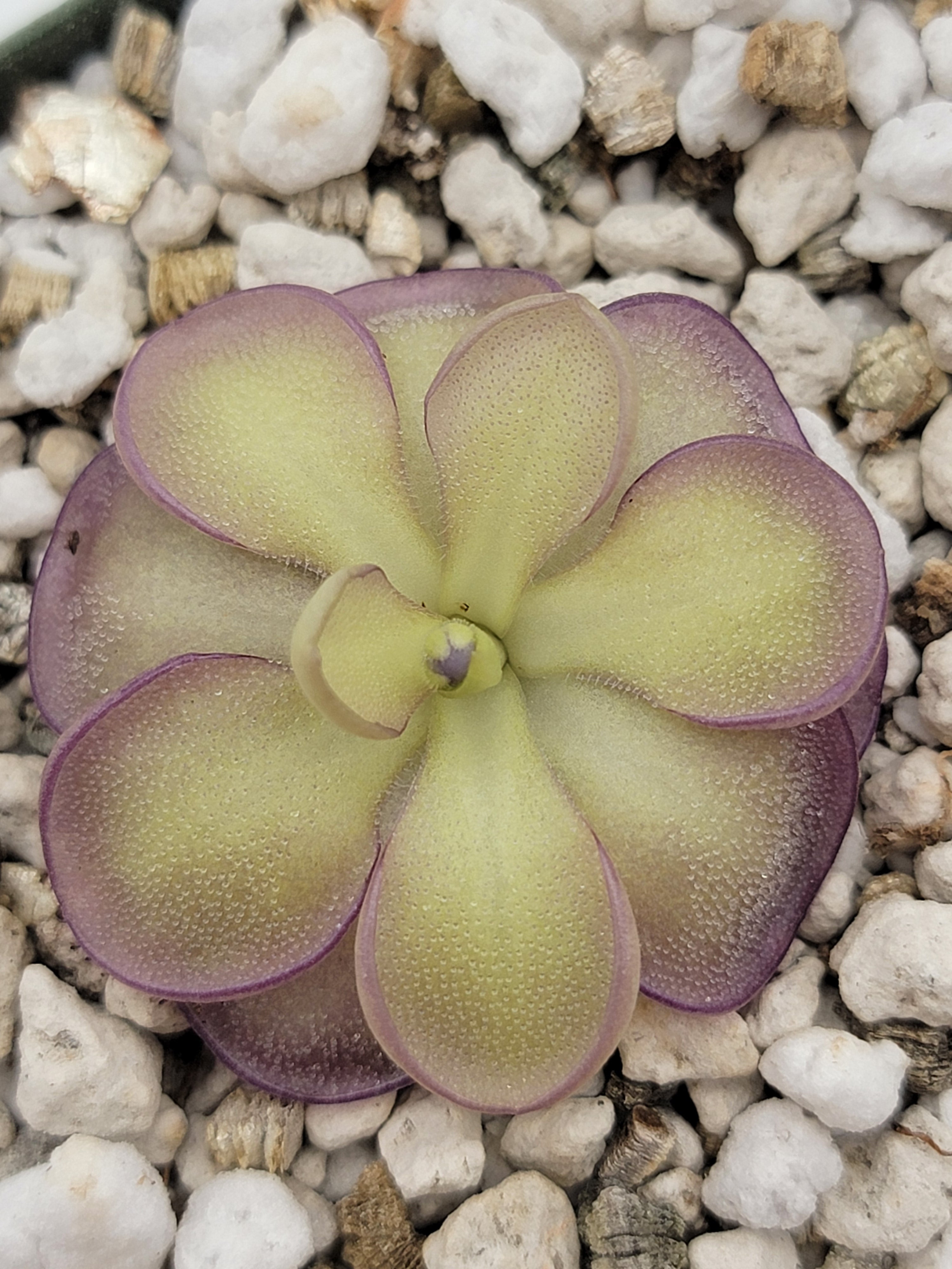 Pinguicula moranensis var. alba x cyclosecta product image 2