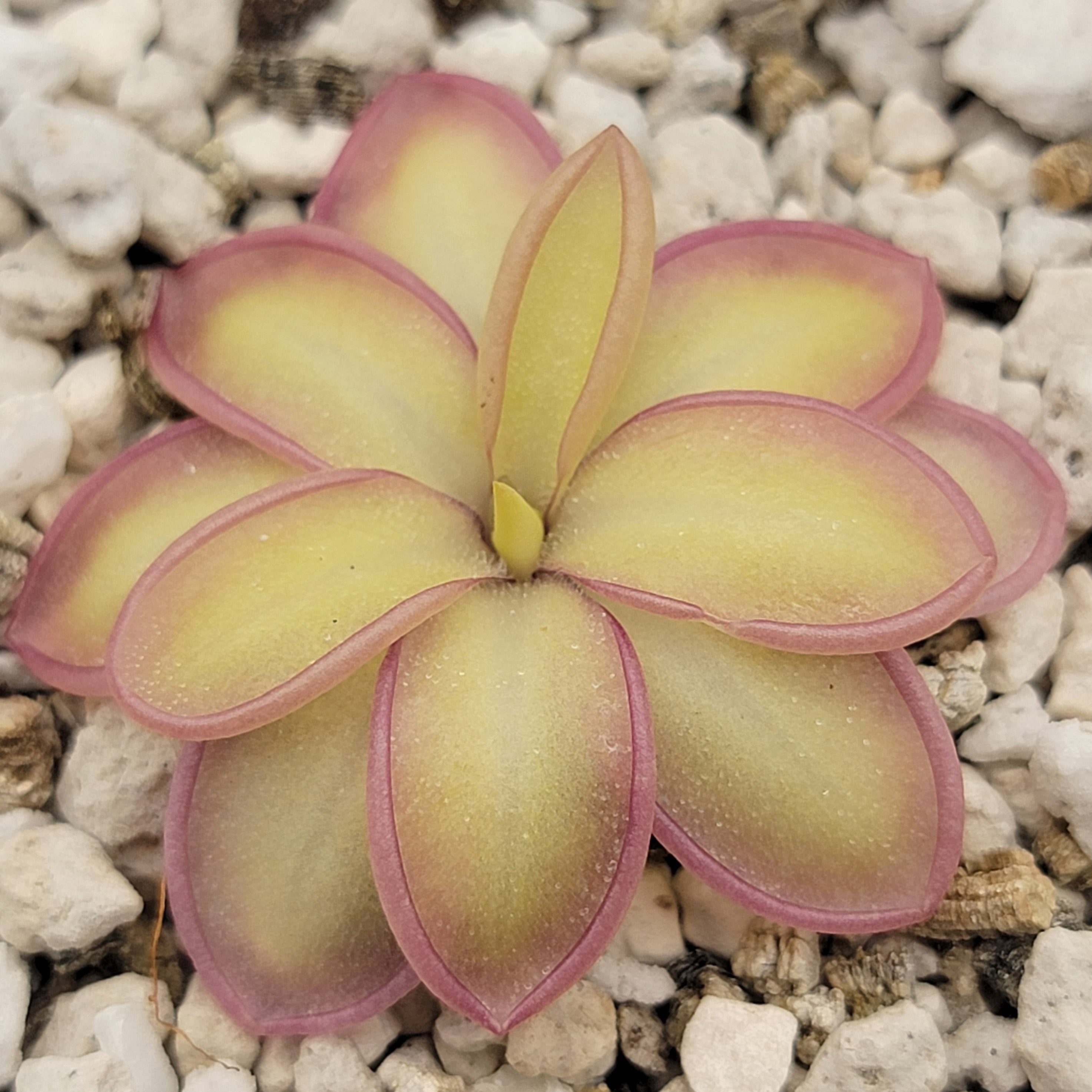 Pinguicula moranensis var. alba x emarginata product image 1