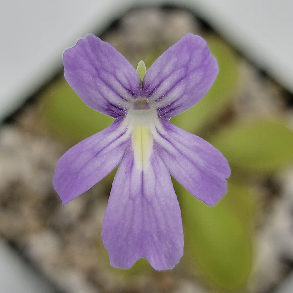 Pinguicula moranensis var. alba x emarginata product image 3