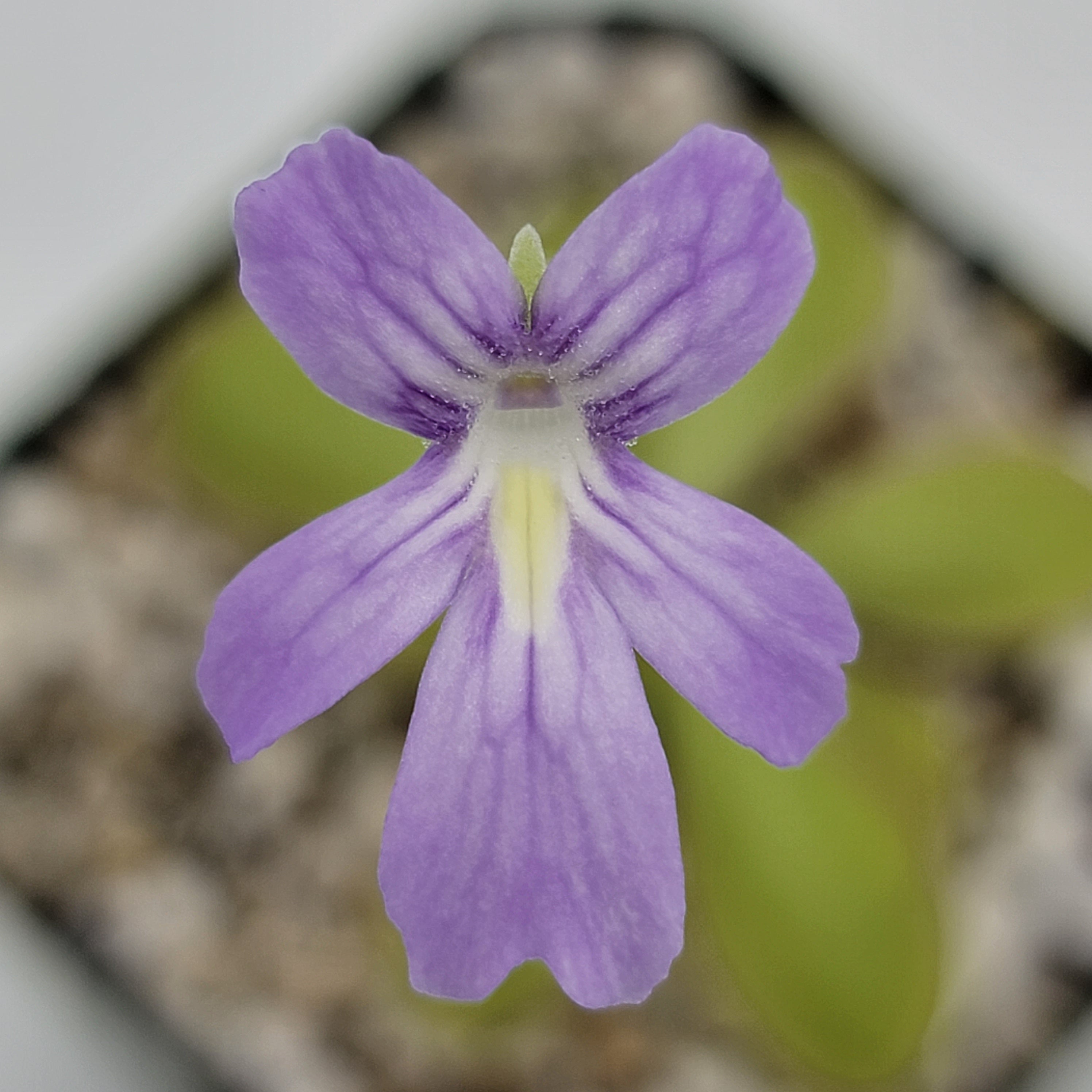 Pinguicula moranensis var. alba x emarginata product image 3