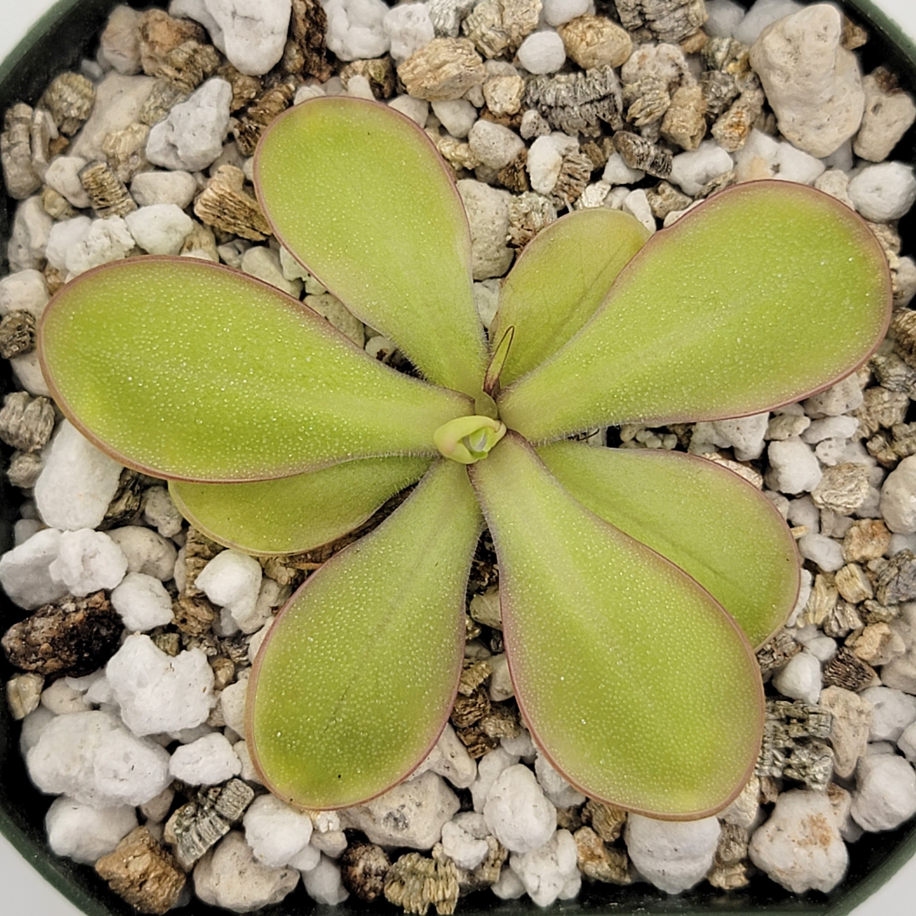 Pinguicula moranensis var. alba x emarginata product image 4