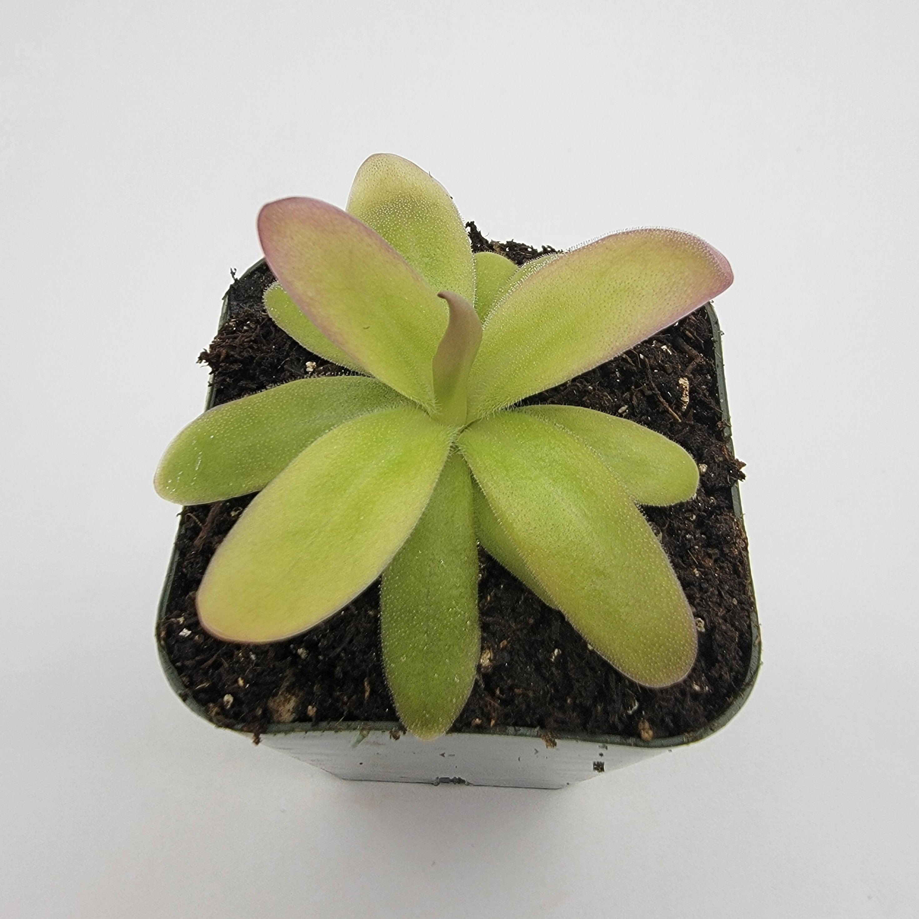 Pinguicula moranensis var. roseii live plant product image 3