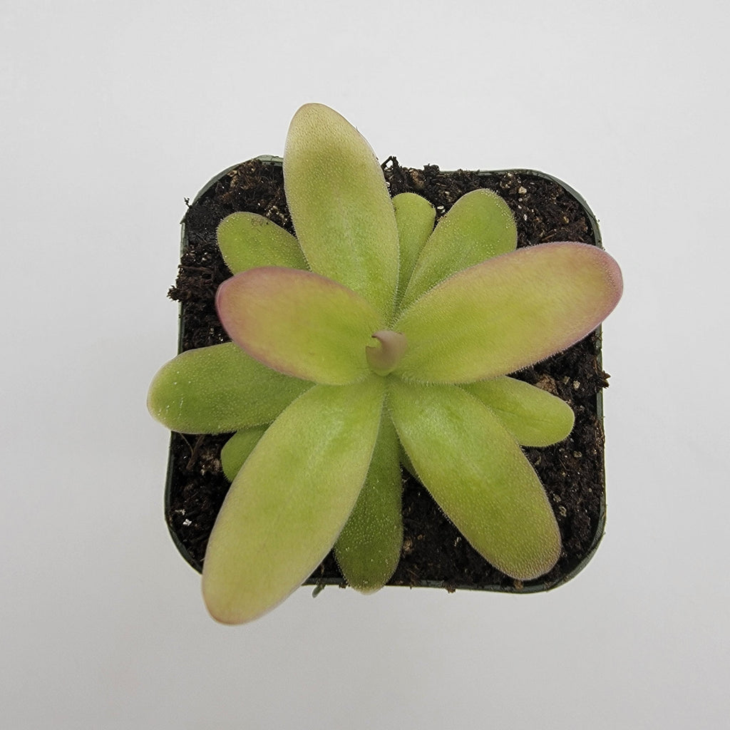 Pinguicula moranensis var. roseii live plant product image 2