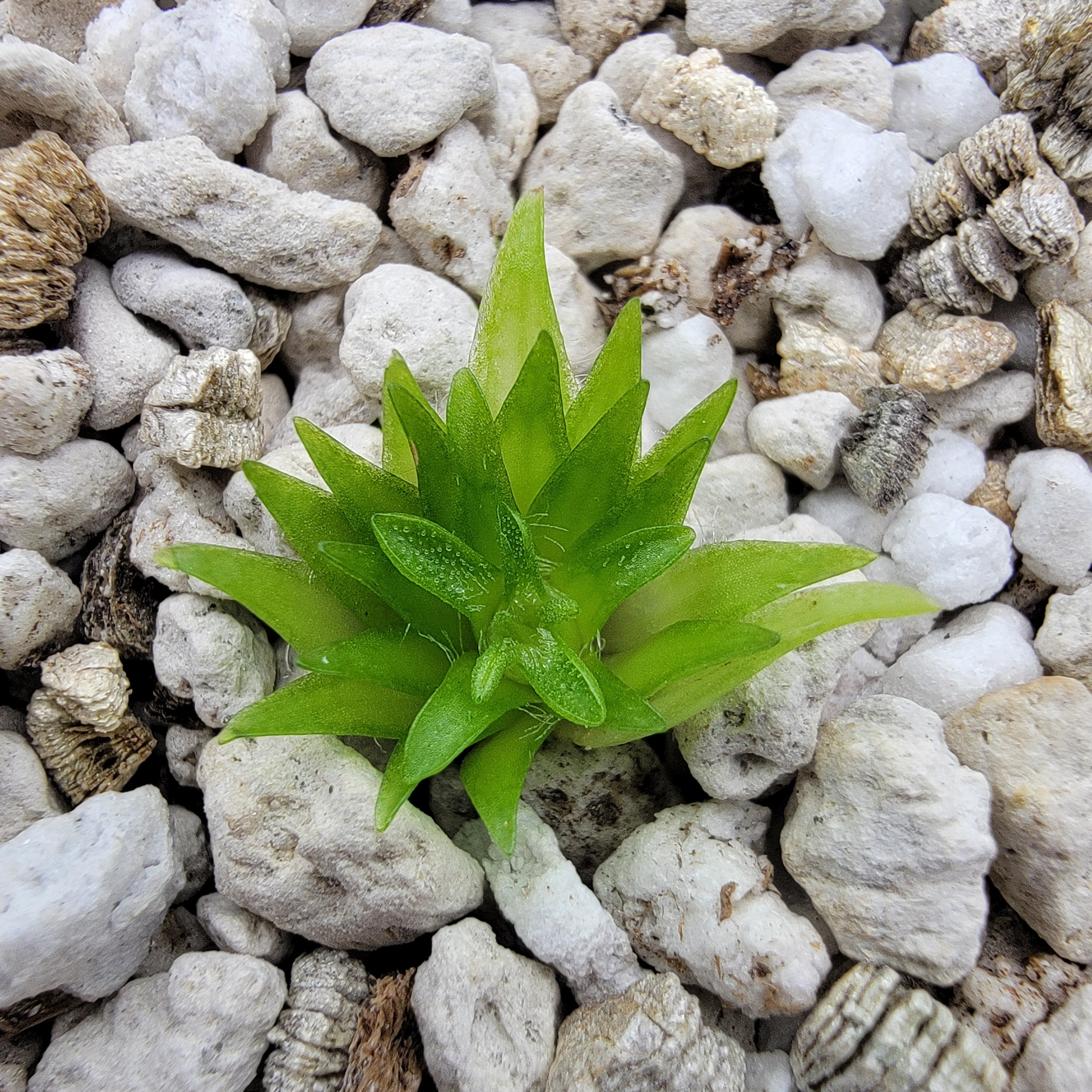 Pinguicula oblongiloba {Patzcuaro, Michoacan} product image 3
