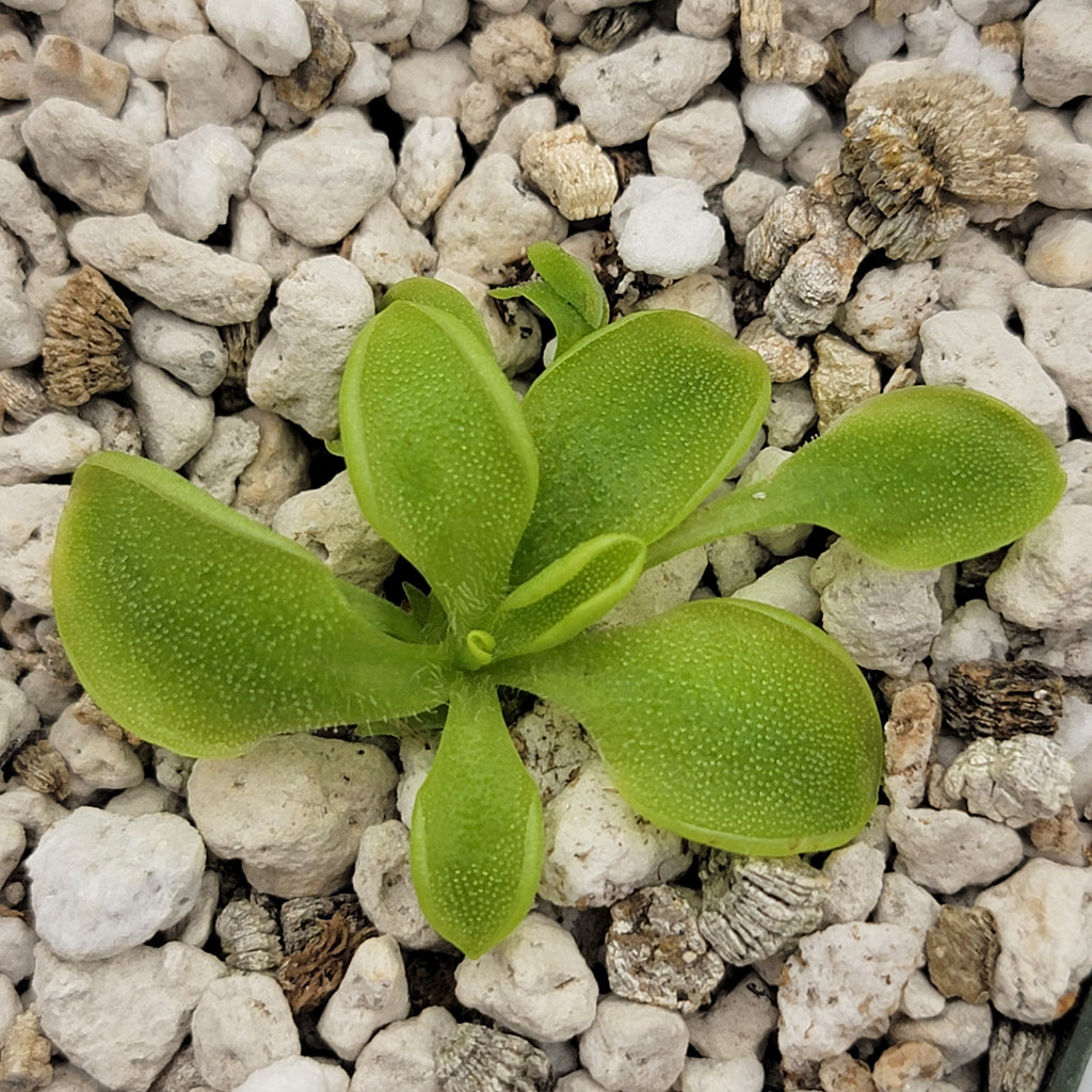 Pinguicula oblongiloba {Patzcuaro, Michoacan} product image 1