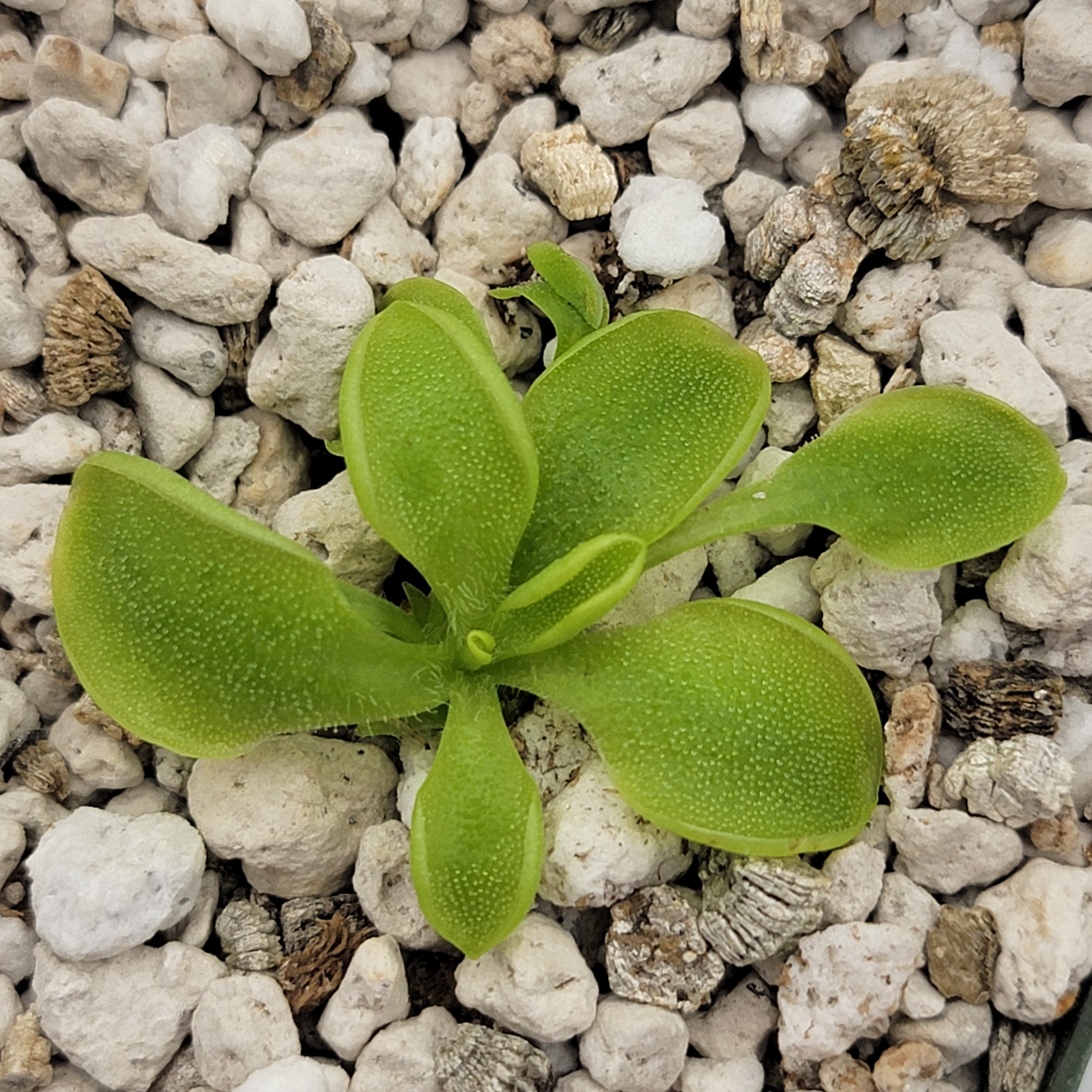 Pinguicula oblongiloba {Patzcuaro, Michoacan} product image 1