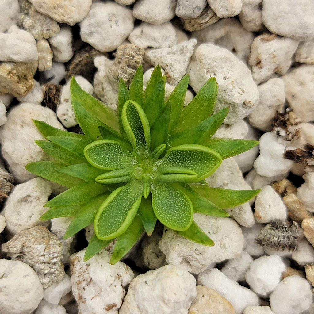 Pinguicula oblongiloba {Patzcuaro, Michoacan} product image 2