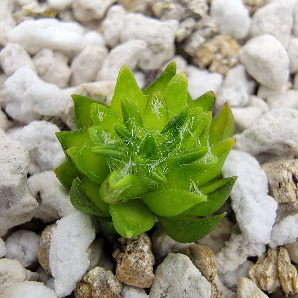Pinguicula orchidioides {near Ixtlan de Juarez, Oaxaca, México} product image 2