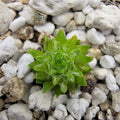 Pinguicula orchidioides {near Ixtlan de Juarez, Oaxaca, México} product image 1