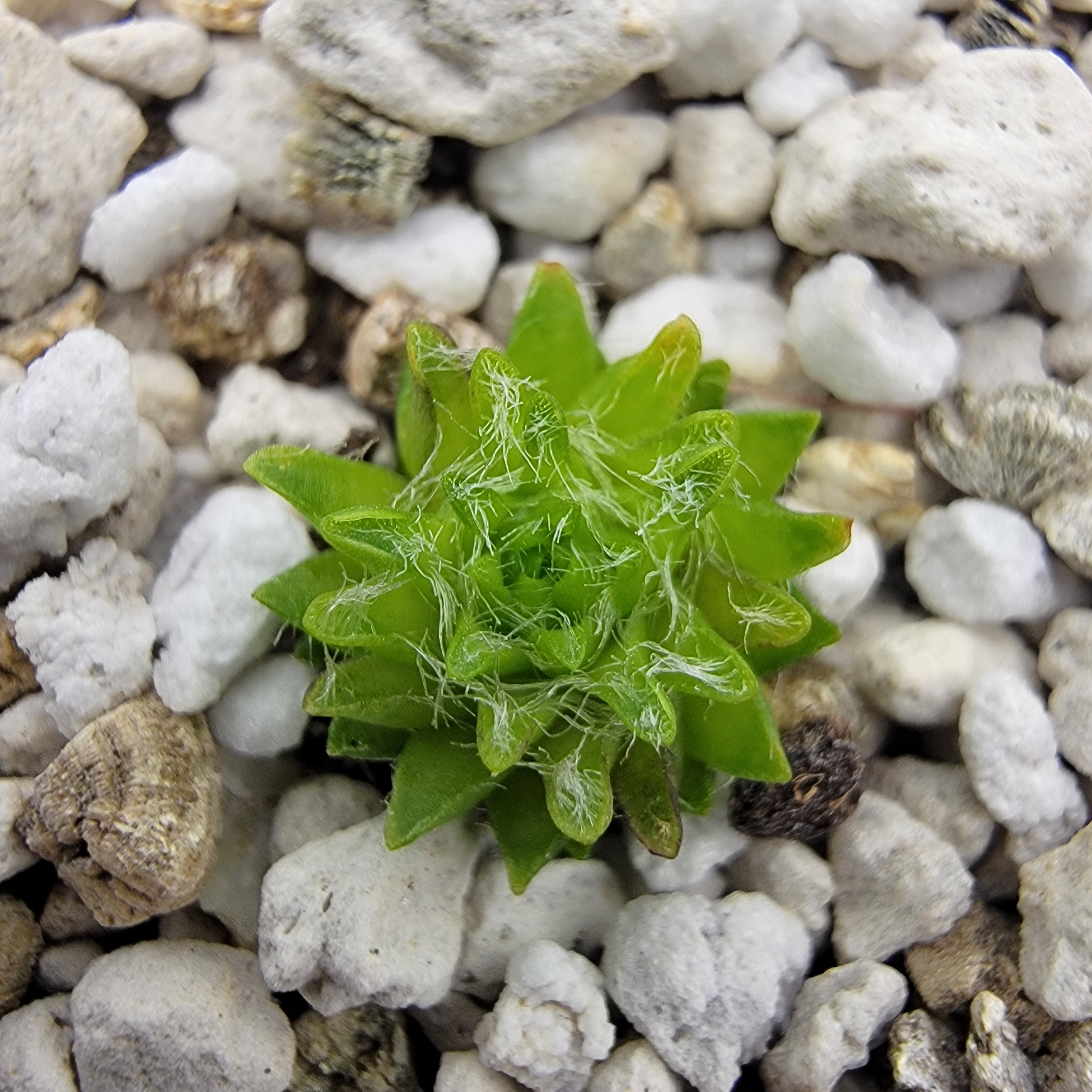 Pinguicula orchidioides {near Ixtlan de Juarez, Oaxaca, México} product image 1
