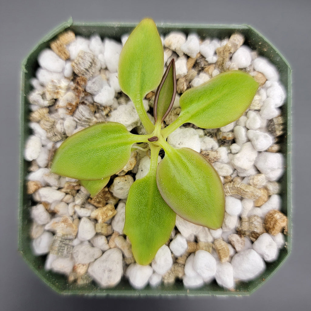 Pinguicula parvifolia product image 1