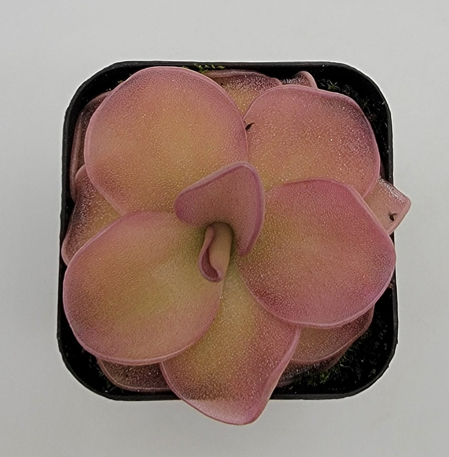 Pinguicula 'Pirouette' product image 2