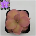Pinguicula 'Pirouette' product image 1