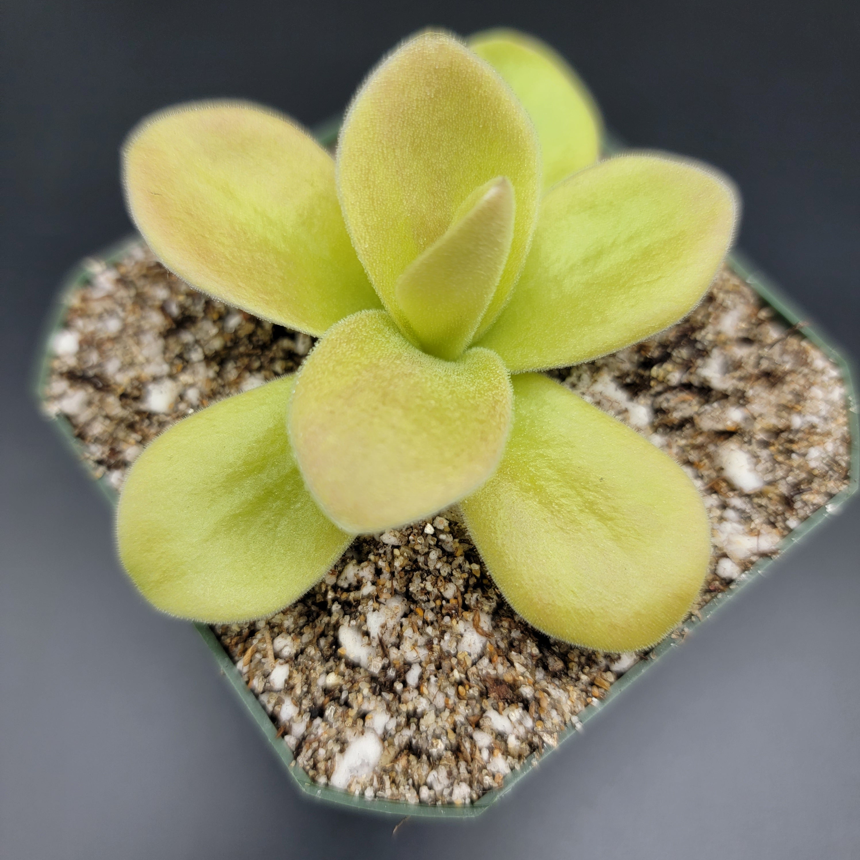 Pinguicula gigantea (Red Flush) product image 2