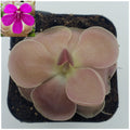 Pinguicula 'Weser' product image 1