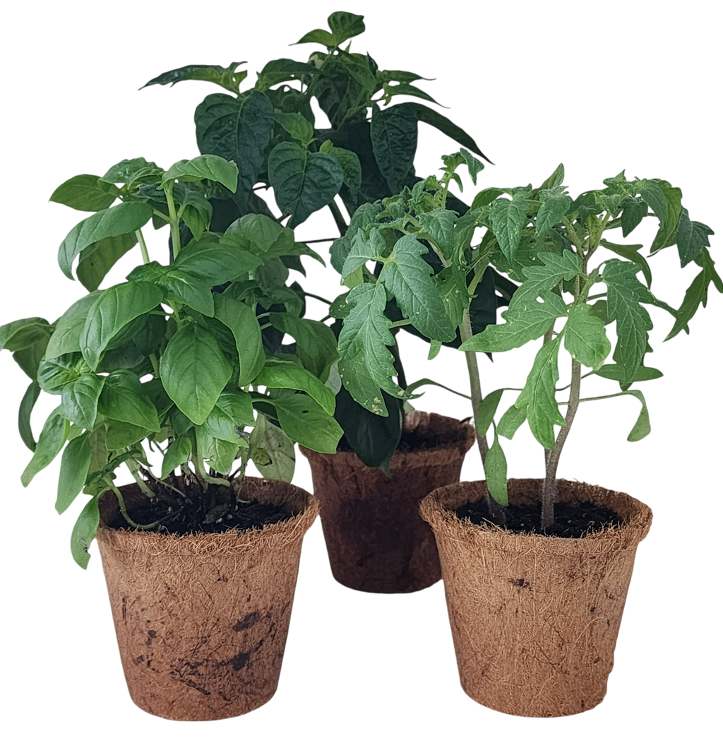 Plant-It-Starters 4 Variety Pack - 1 of Each — product image 2