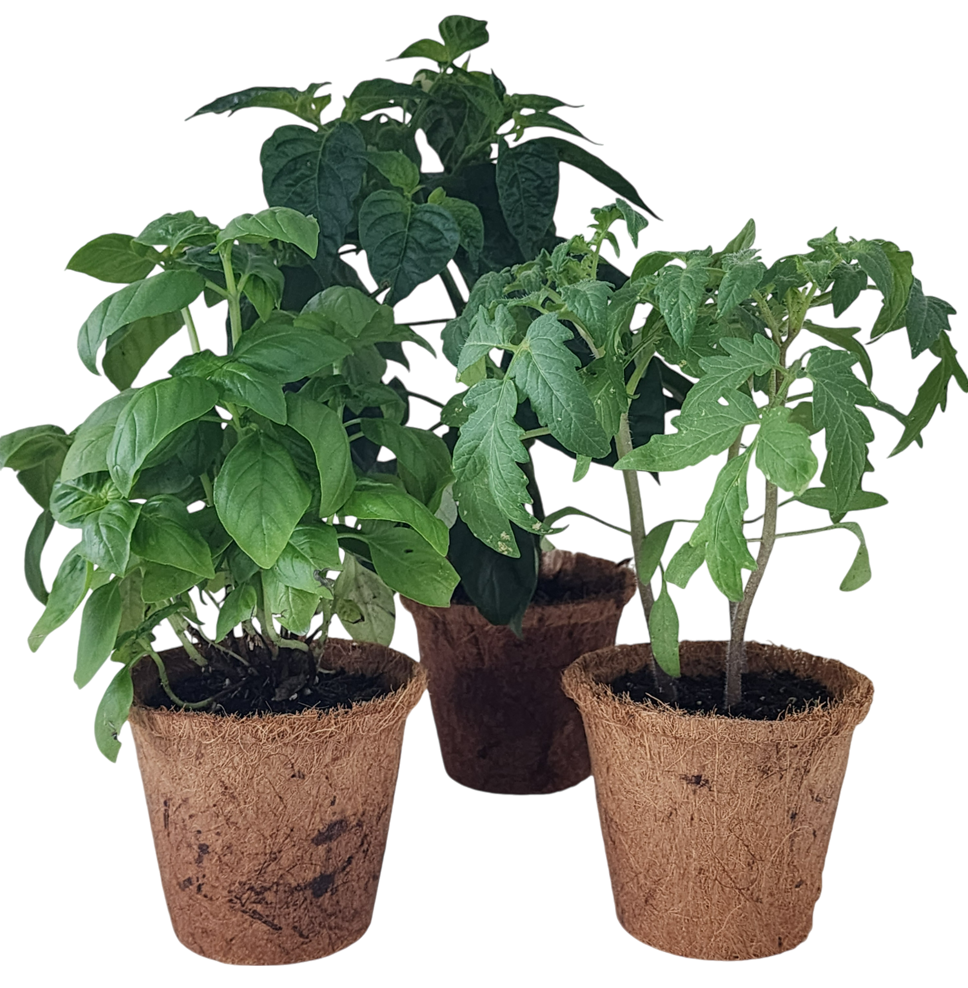 Plant-It-Starters 4 Variety Pack - 1 of Each — product image 2