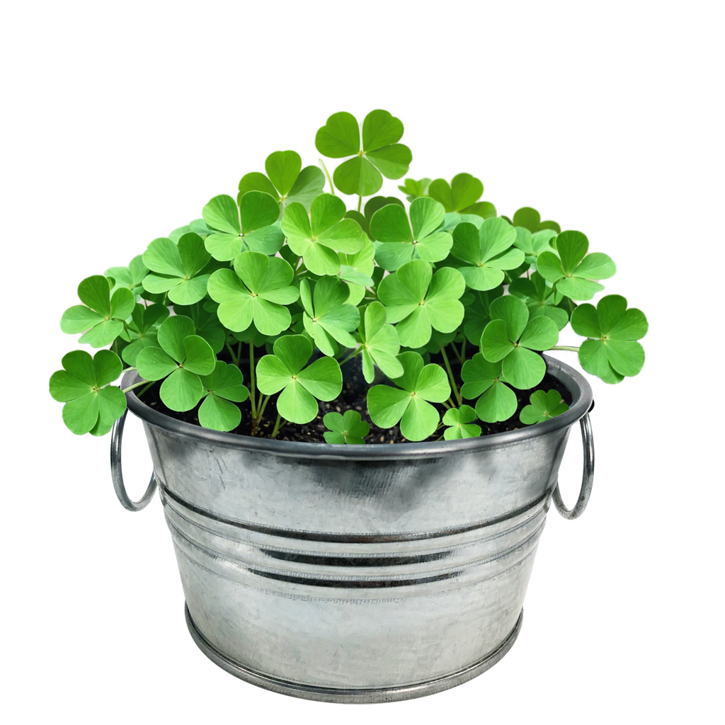 Pot O' Good Luck - Grow Your Own Shamrocks Multipack of 3 product image 4