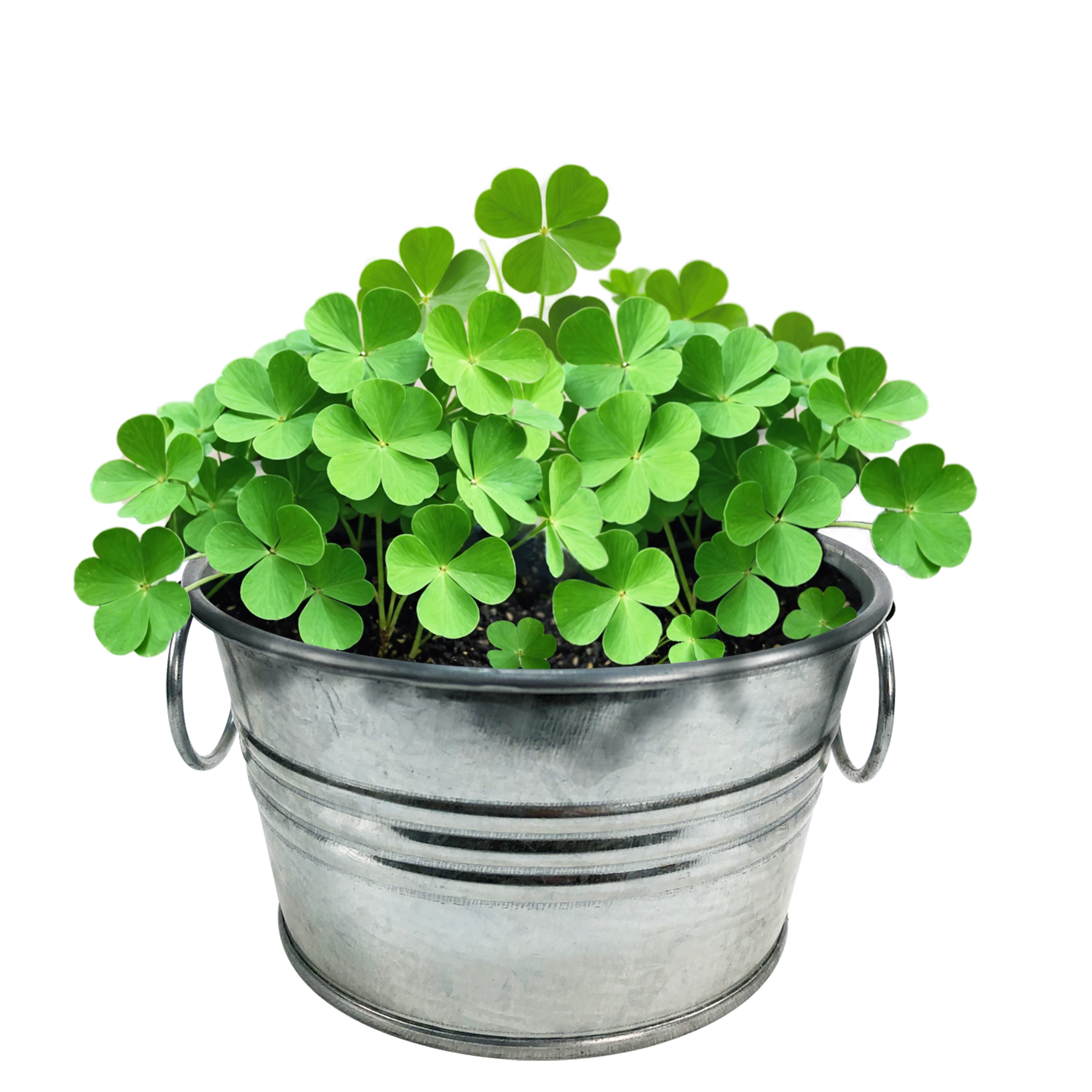 Pot O' Good Luck - Grow Your Own Shamrocks Multipack of 3 product image 4
