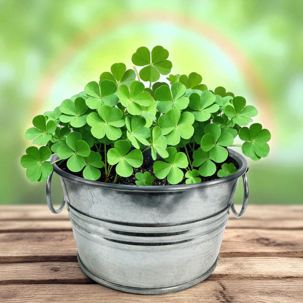 Pot O' Good Luck - Grow Your Own Shamrocks Multipack of 3 product image 2