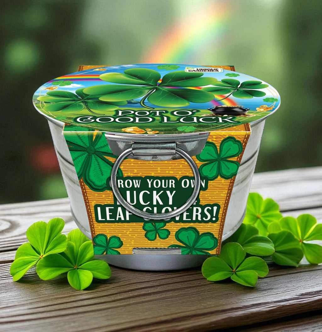Pot O' Good Luck - Grow Your Own Shamrocks Multipack of 3 product image 3