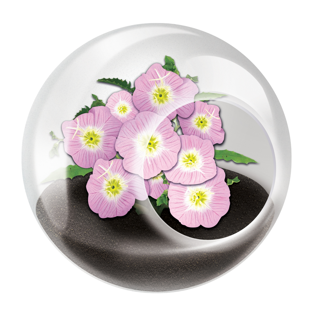 Flowering Tiny Terrariums Bundle - 1 each of 6 Varieties — product image 13