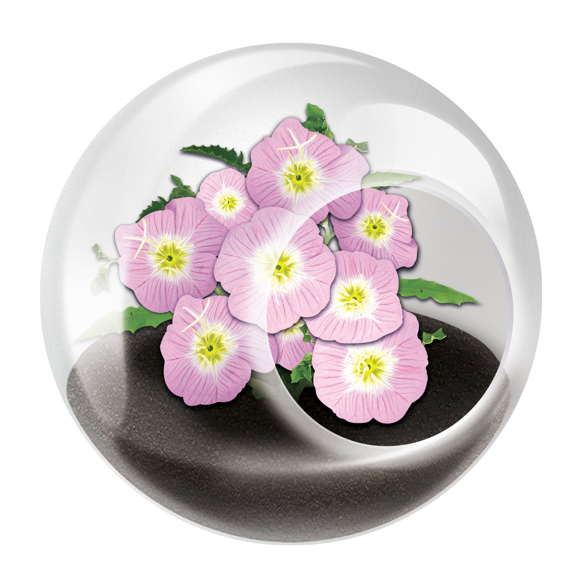 Flowering Tiny Terrariums Bundle - 1 each of 6 Varieties — product image 13