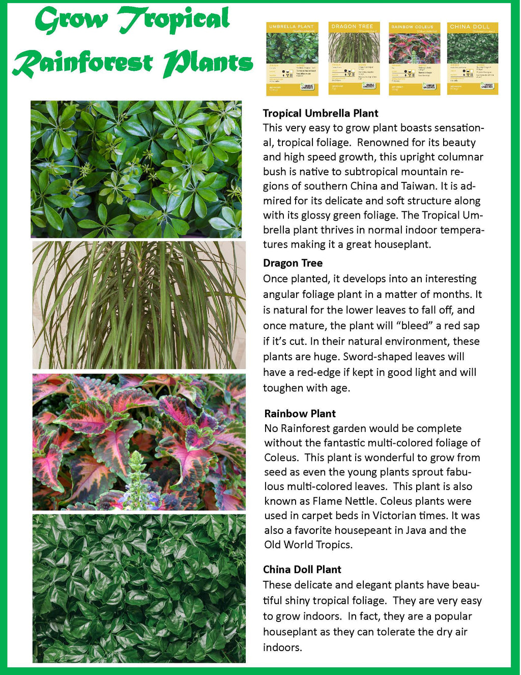 Tropical Rainforest Jungle Biosphere Terrarium — product image 10
