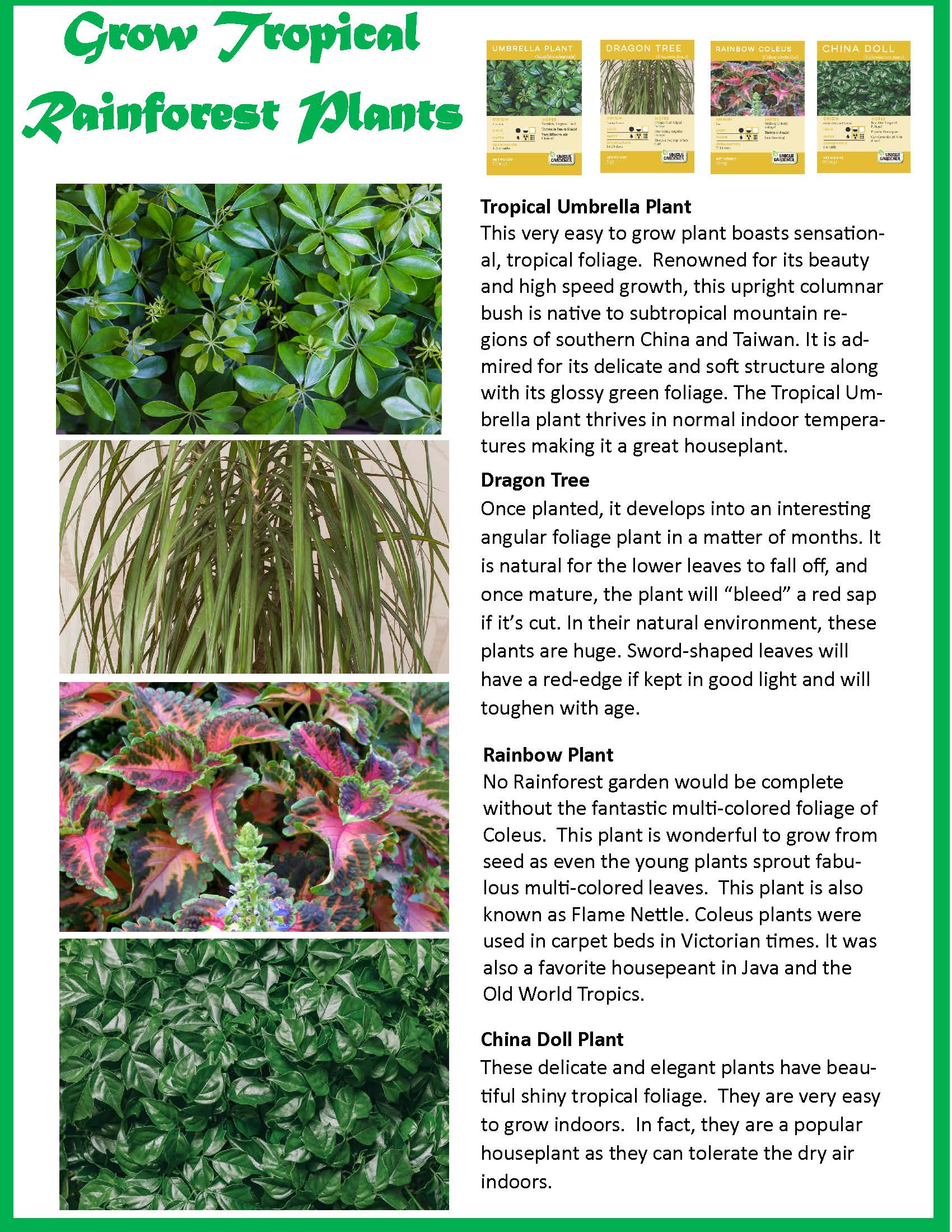 Tropical Rainforest Jungle Biosphere Terrarium — product image 10