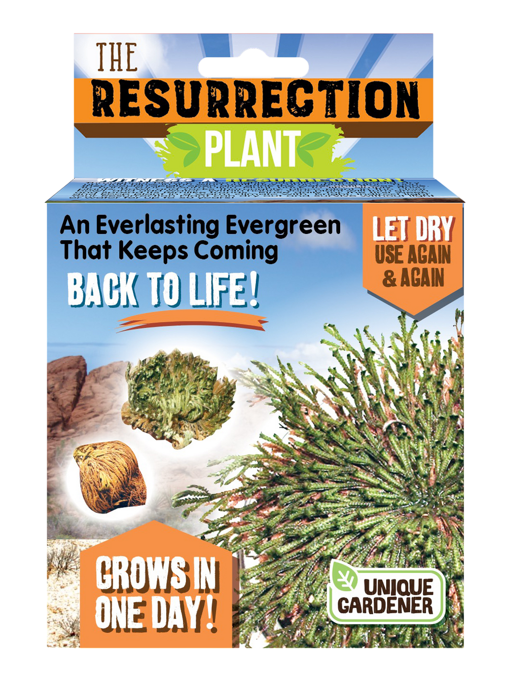 Resurrection Plant - Multipack of 3 — product image 2
