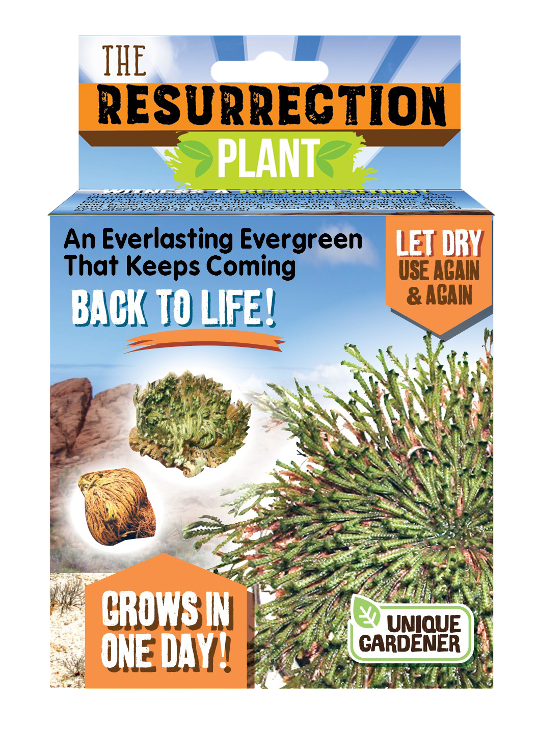 Resurrection Plant - Multipack of 3 — product image 2