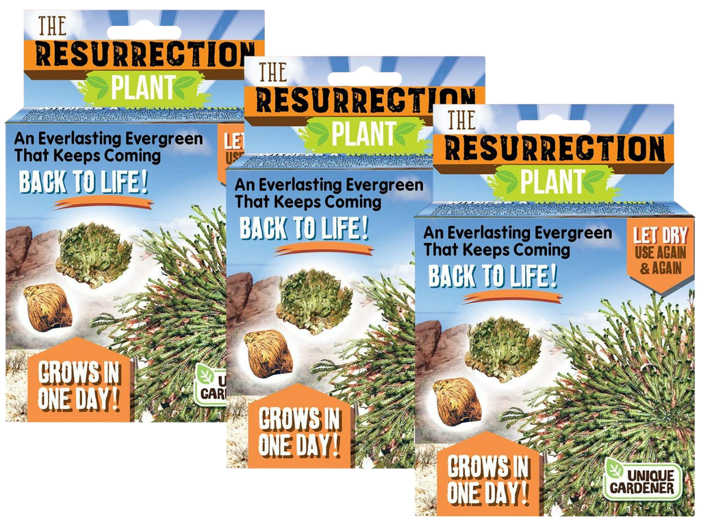 Resurrection Plant - Multipack of 3 — product image 1