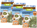 Resurrection Plant - Multipack of 3 — product image 1