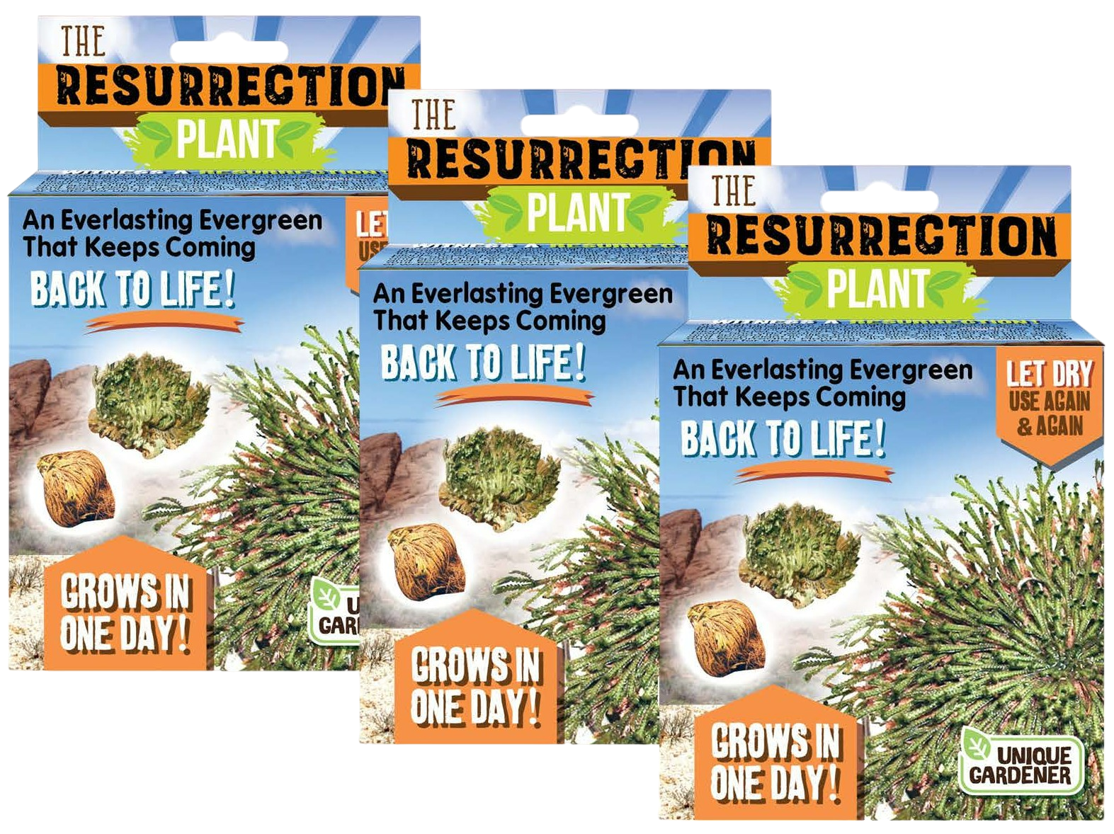 Resurrection Plant - Multipack of 3 — product image 1