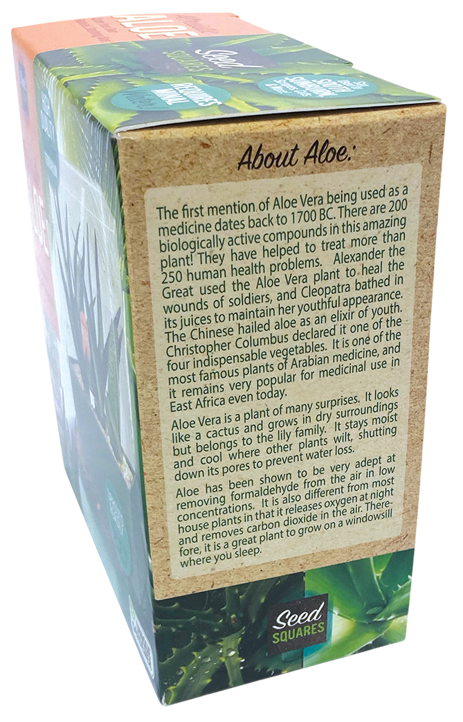 Aloe Seed Square Terrarium product image 5