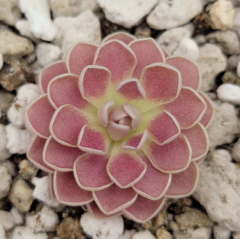Pinguicula 'Florian' live plant product image 1