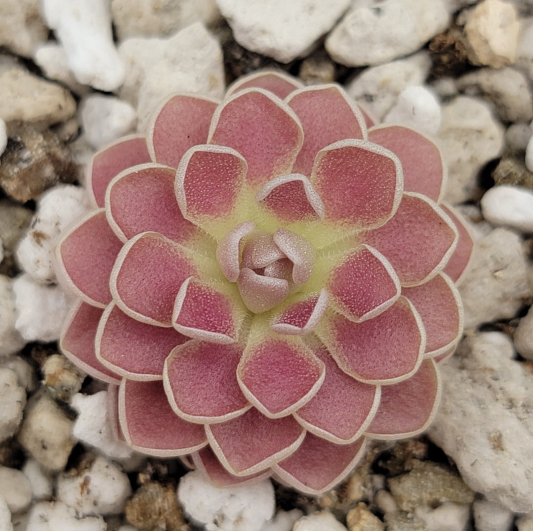 Pinguicula 'Florian' live plant product image 1