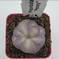 Pinguicula -inchPenny-inch product image 1